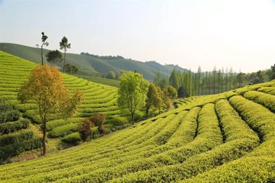 茶山变金山 一片绿叶铺就的蜕变之路